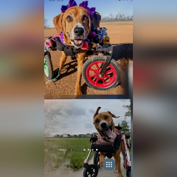 Augie & Bridget's March Mission Fundraiser Flyer - Picture 6 of 11